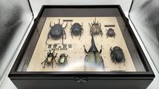 世界の昆虫データブック|ディアゴスティーニ