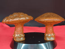 宇宙植物キノンゴ&キノコノコ|マッドスペース