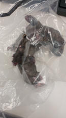 ジュラトドス 「カプコンフィギュアビルダー|カプコン